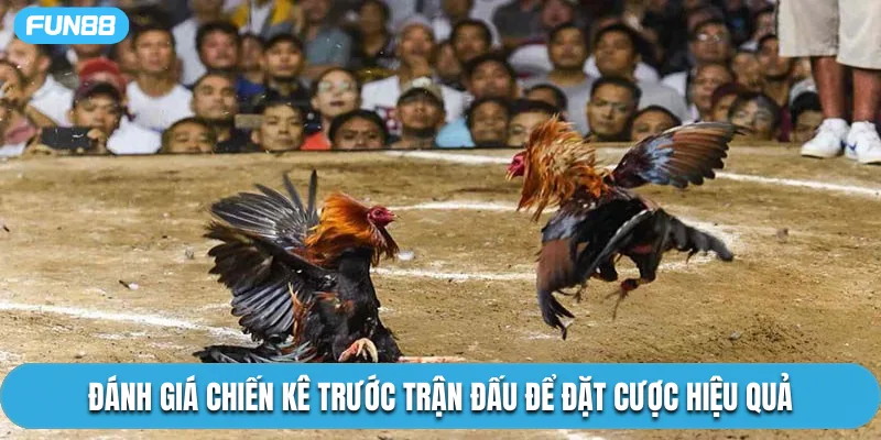 Đánh giá chiến kê trước trận đấu để đặt cược hiệu quả