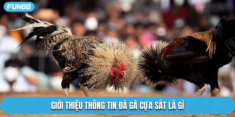 Giới thiệu thông tin đá gà cựa sắt là gì