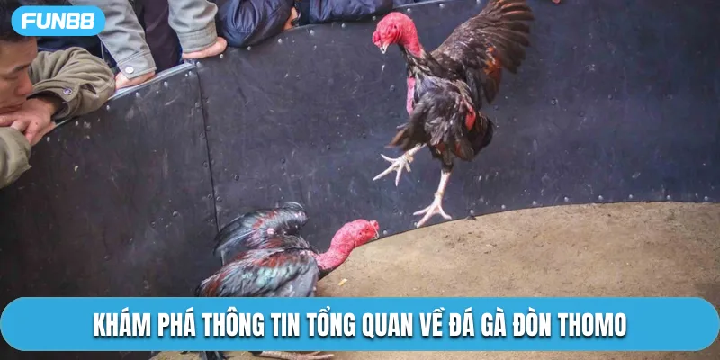 Khám phá thông tin tổng quan về đá gà đòn Thomo