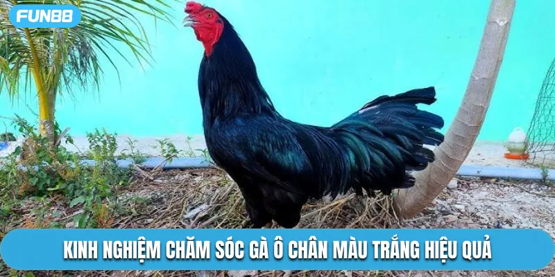 Kinh nghiệm chăm sóc gà ô chân màu trắng hiệu quả