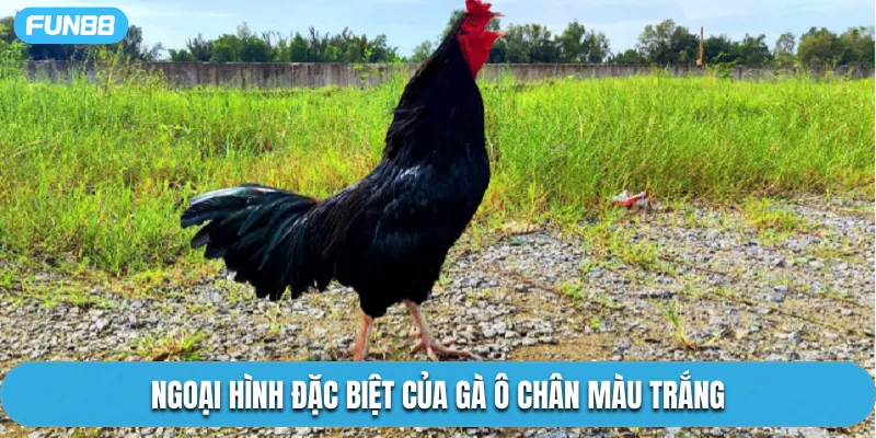Ngoại hình đặc biệt của gà ô chân màu trắng
