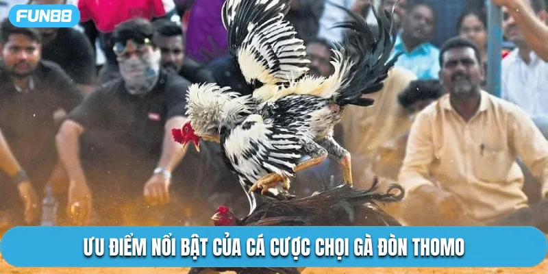 Ưu điểm nổi bật của cá cược chọi gà đòn Thomo