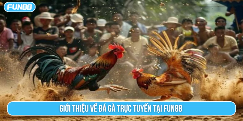 Giới thiệu về đá gà trực tuyến tại Fun88