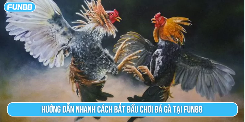 Hướng dẫn nhanh cách bắt đầu chơi đá gà tại Fun88